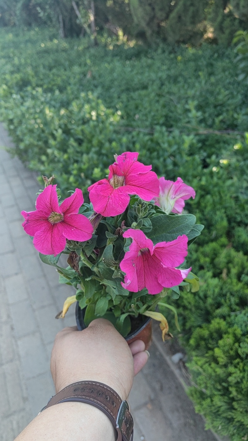 牵牛花价格#牵牛价格#牵牛花基地#牵牛花杯苗#牵牛价格