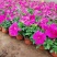牵牛花价格#牵牛价格#牵牛花基地#牵牛花杯苗#牵牛价格