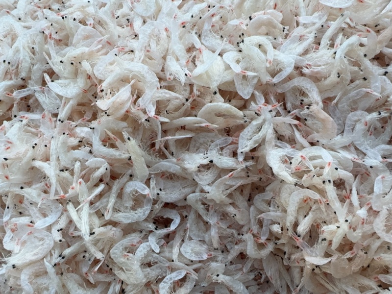 淡干无盐虾皮，新货，一点也不咸，干度好。