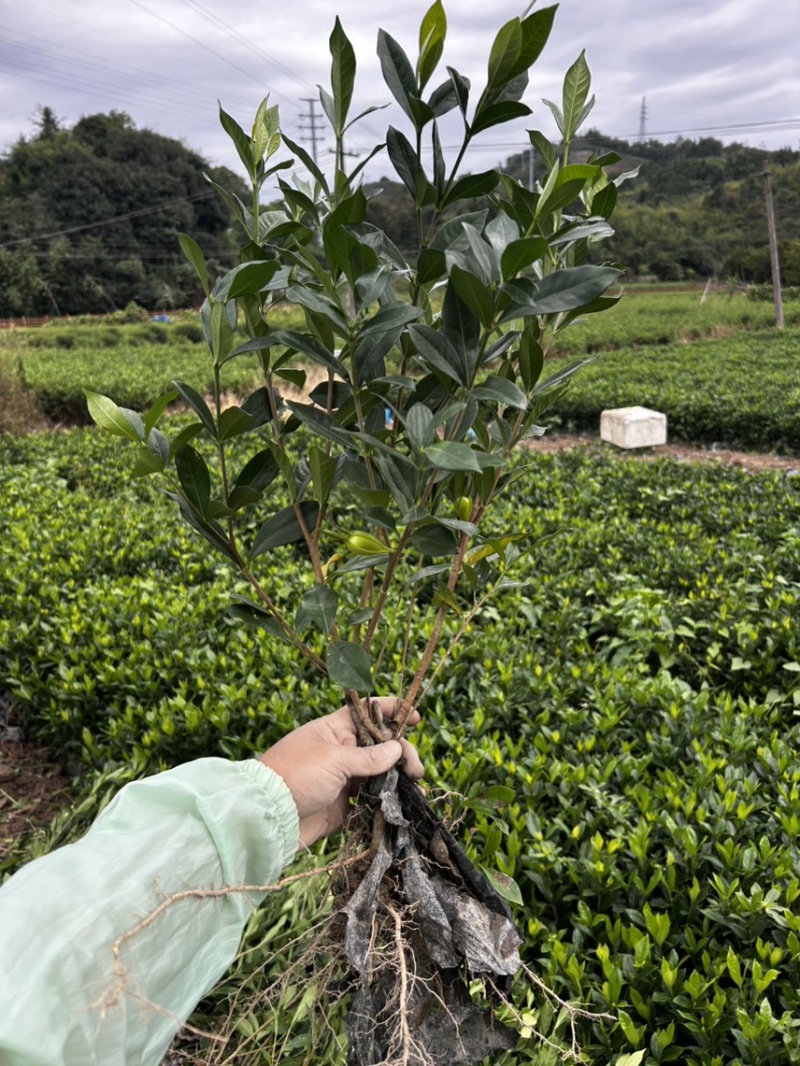 黄栀子苗药栀子苗水栀子苗阿里一号