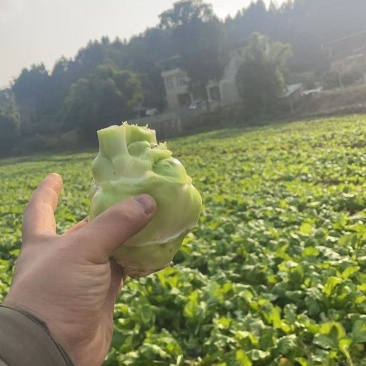 【精选】四川榨菜头新鲜量大可视频看货欢迎选购