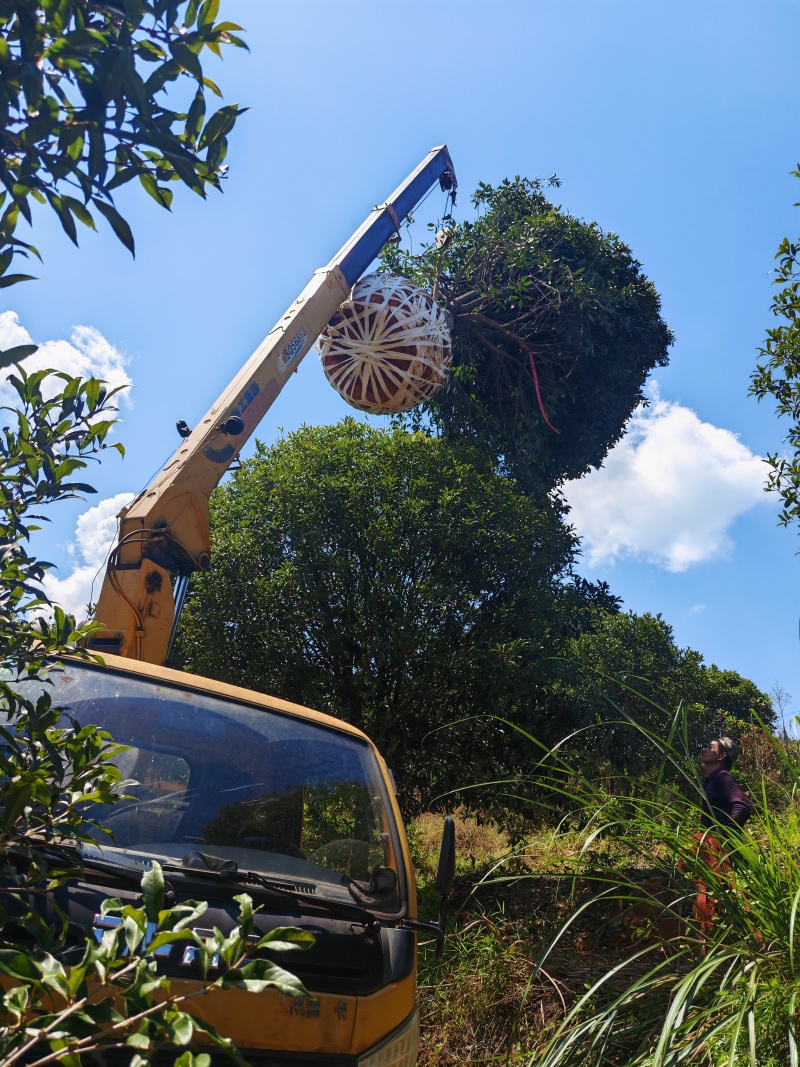 【基地直发】丹桂树16公分桂花树红花丹桂截杆桂花树工程