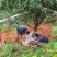 【基地直发】丹桂树16公分桂花树红花丹桂截杆桂花树工程