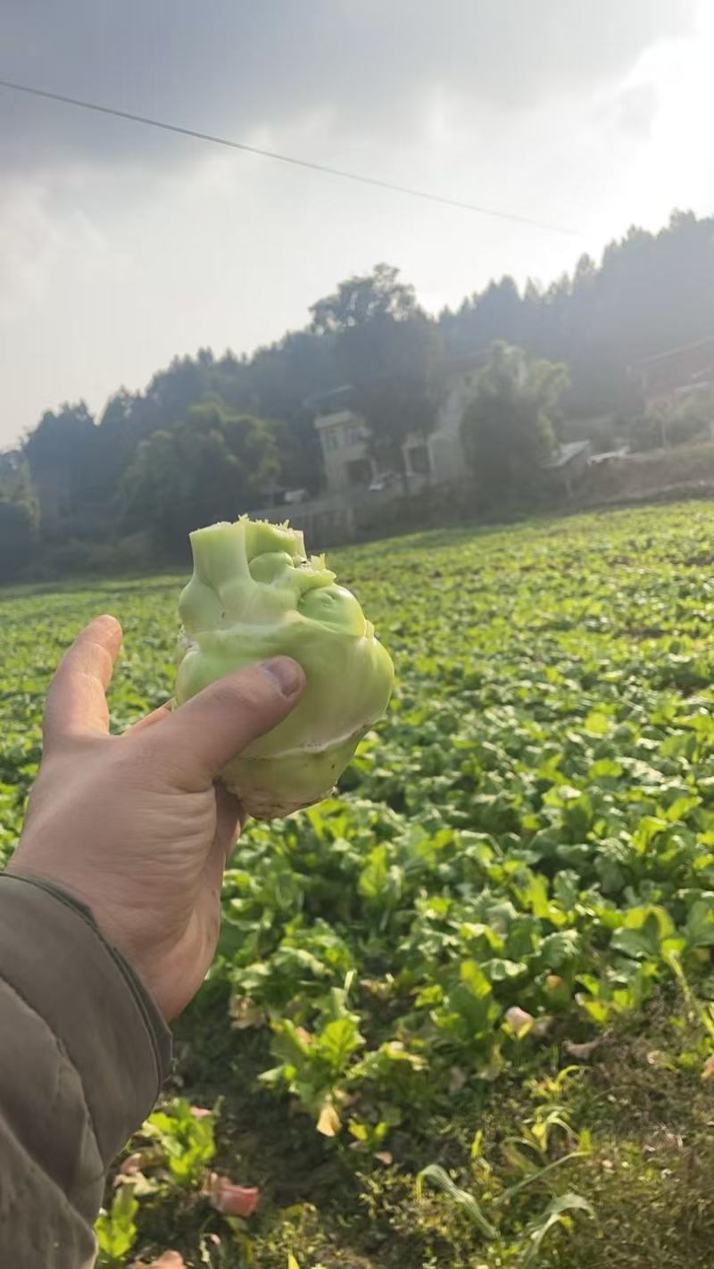 【精选】四川榨菜头新鲜量大可视频看货欢迎选购