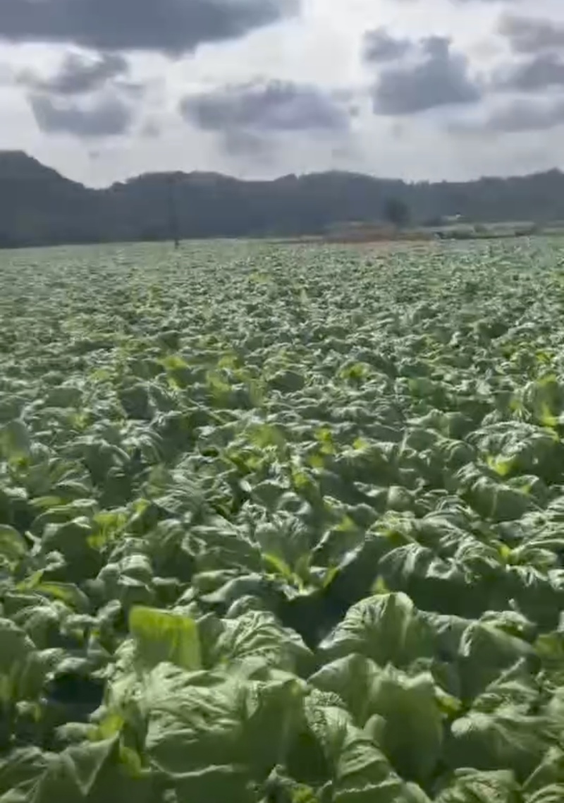 【精选】四川榨菜头新鲜量大可视频看货欢迎选购