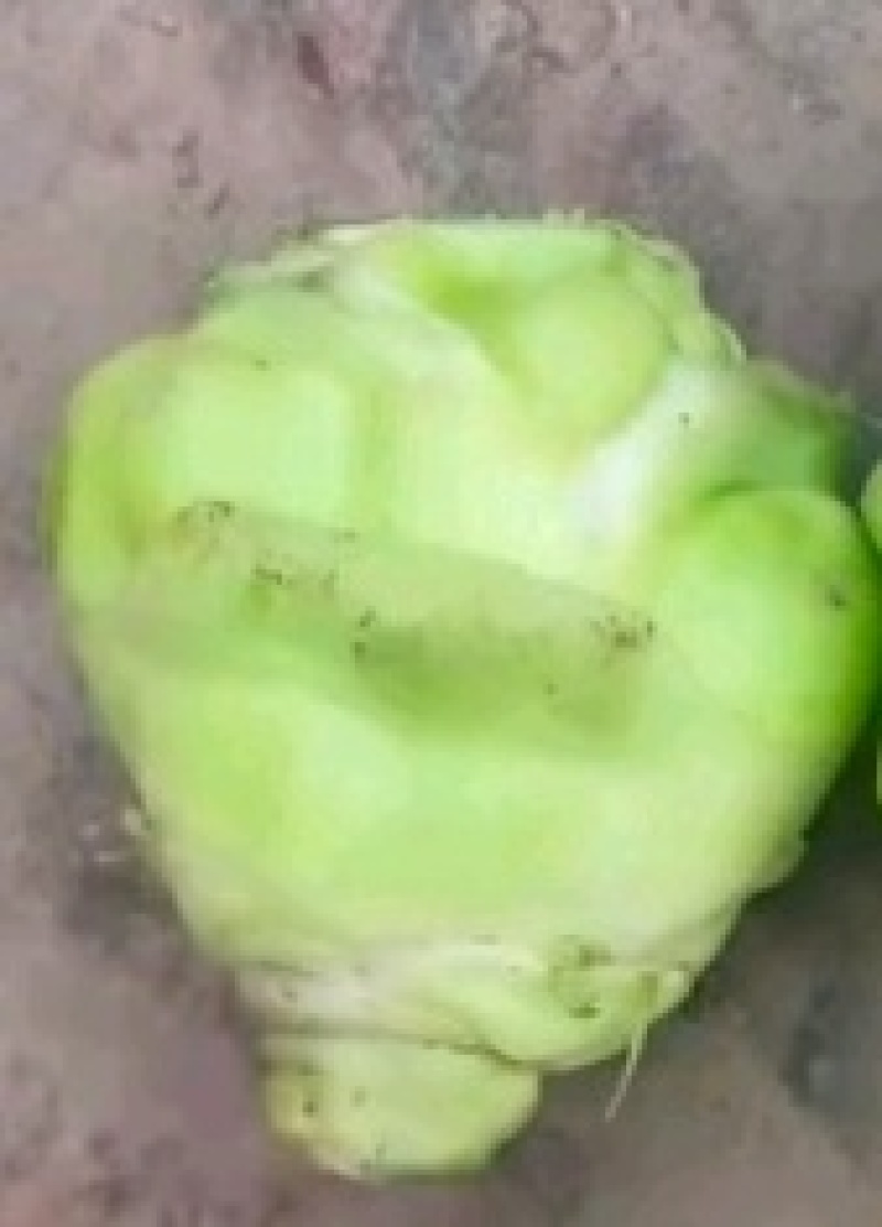 【精选】四川榨菜头新鲜量大可视频看货欢迎选购