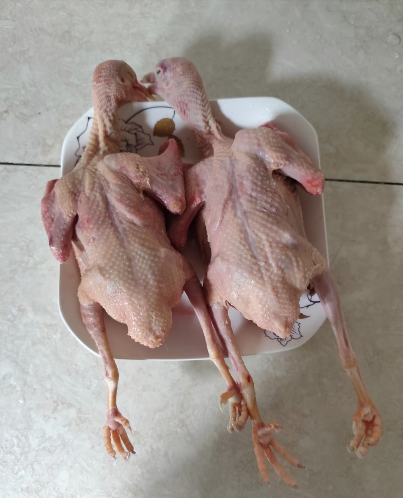 【现杀乳鸽肉】河南鸽子肉/新鲜乳鸽肉/白条鸽子/批发价大甩卖