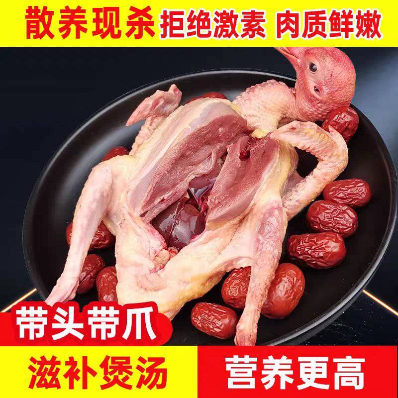 【现杀乳鸽肉】河南鸽子肉/新鲜乳鸽肉/白条鸽子/批发价大甩卖