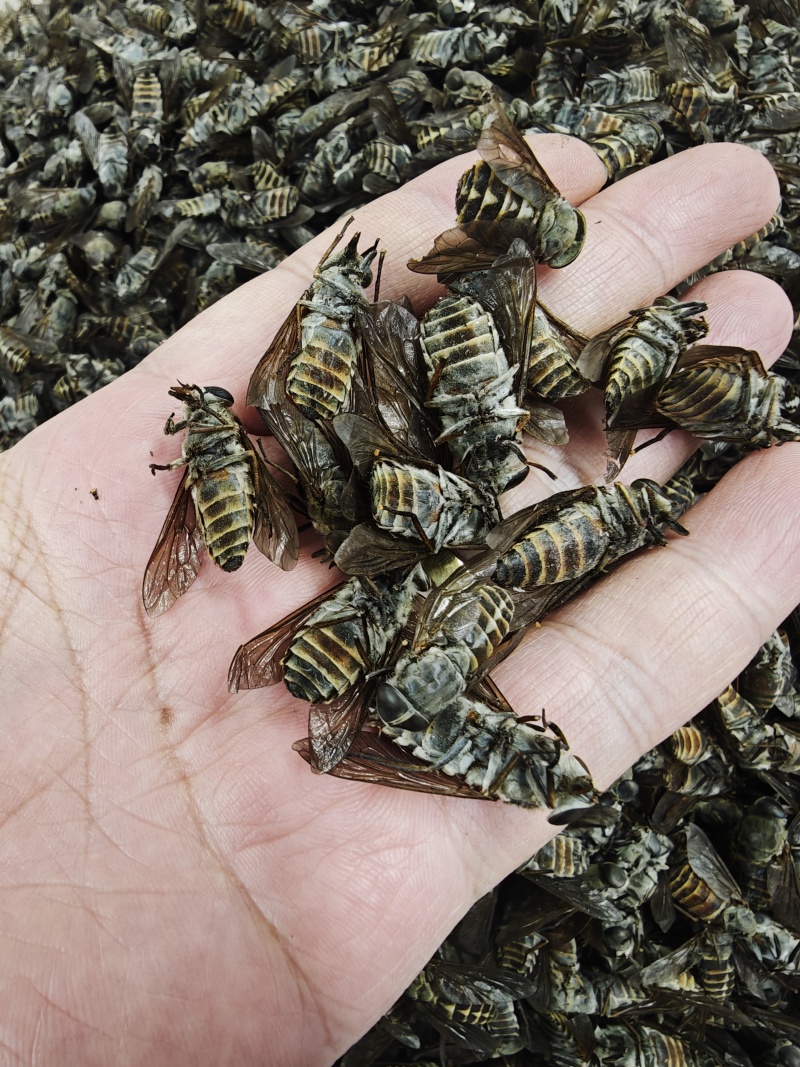 牛虻虫