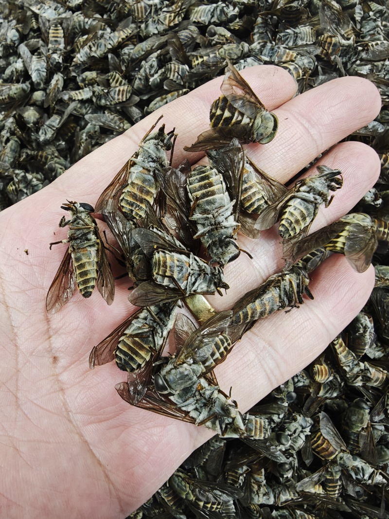 牛虻虫