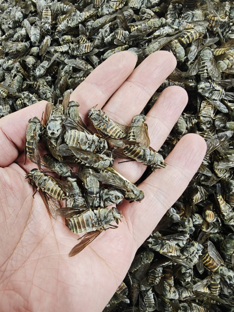 牛虻虫