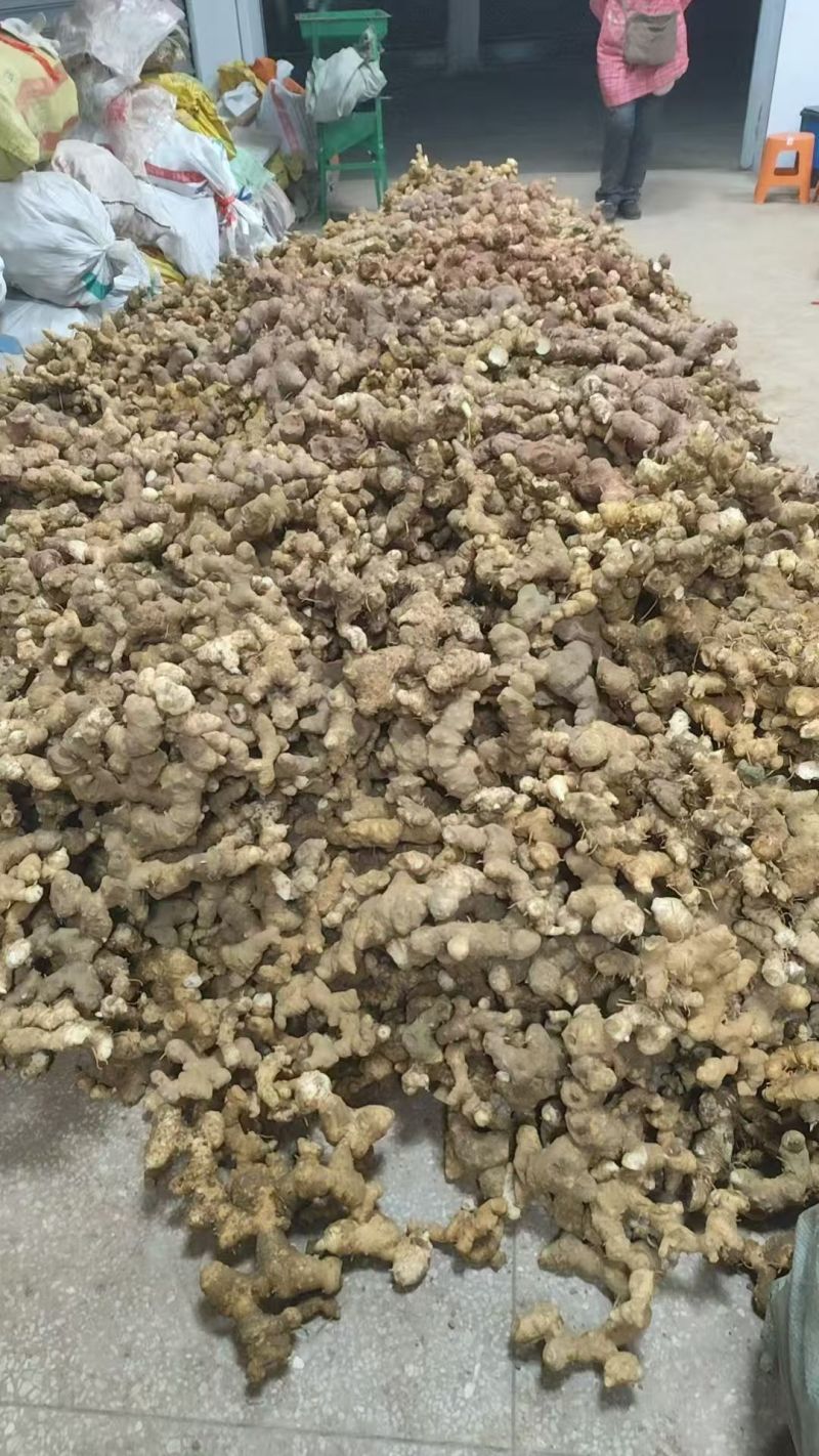 老虎姜，黄精