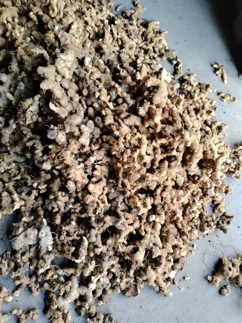 老虎姜，黄精