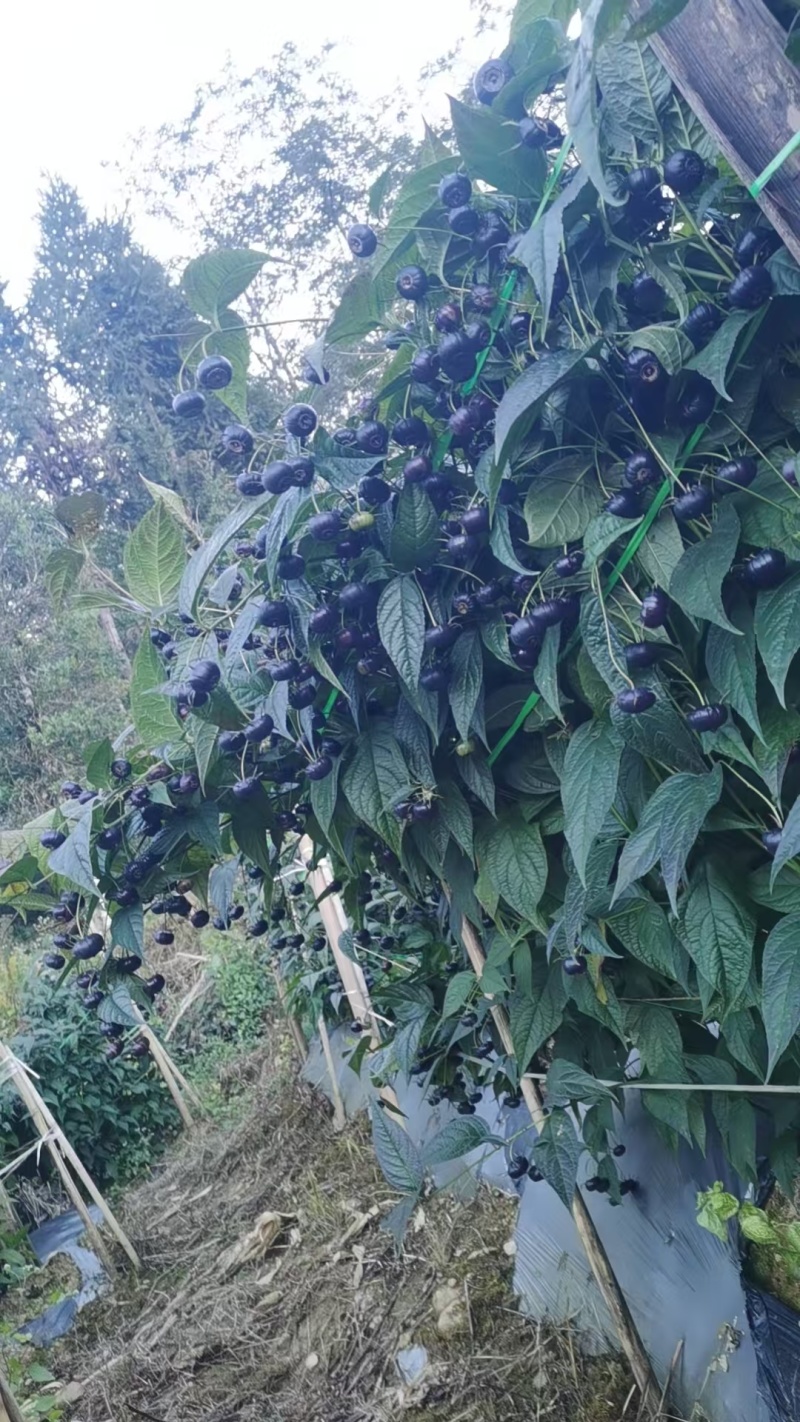 红果参