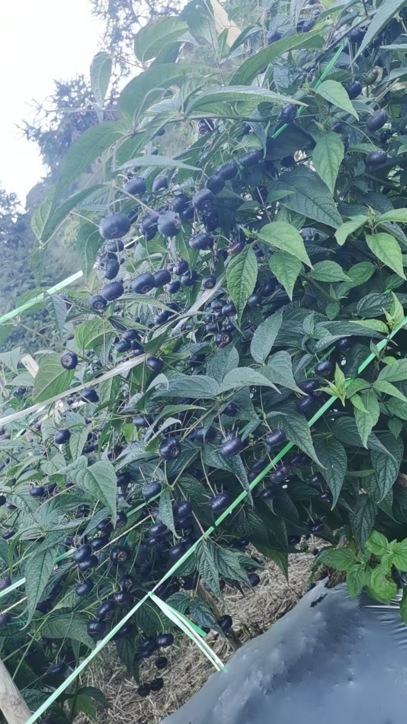 红果参
