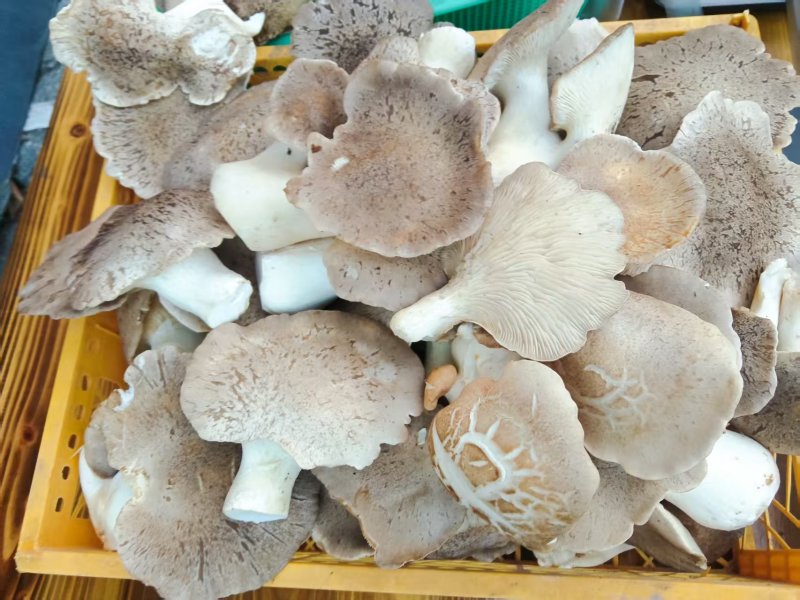 【精选】广西柳州现摘灵芝菇肉厚细嫩规格齐全欢迎进店