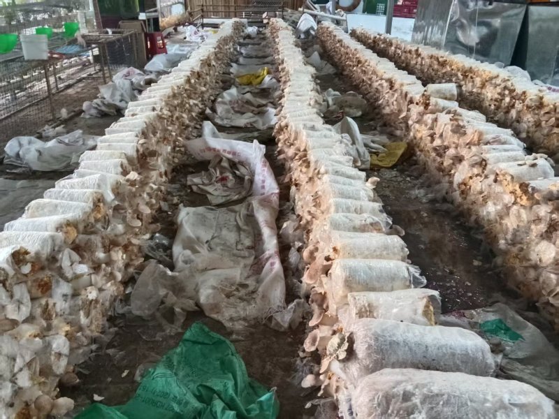 【精选】广西柳州现摘灵芝菇肉厚细嫩规格齐全欢迎进店