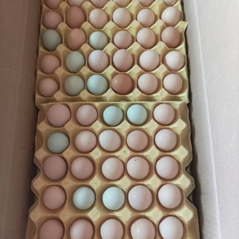 湖北荆门自家散养土鸡蛋/量大价优/欢迎下单