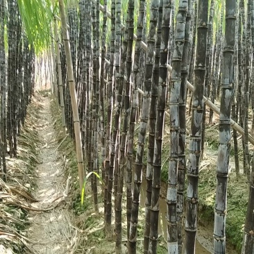 广东广州市南沙脆甜甘蔗