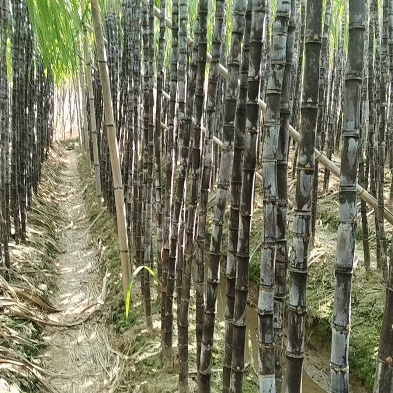 广东广州市南沙脆甜甘蔗