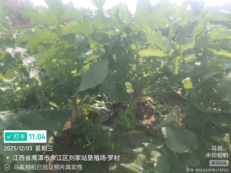 白罗卜