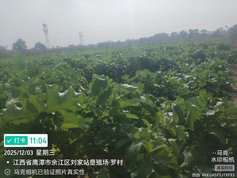 白罗卜