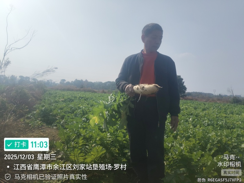 白罗卜