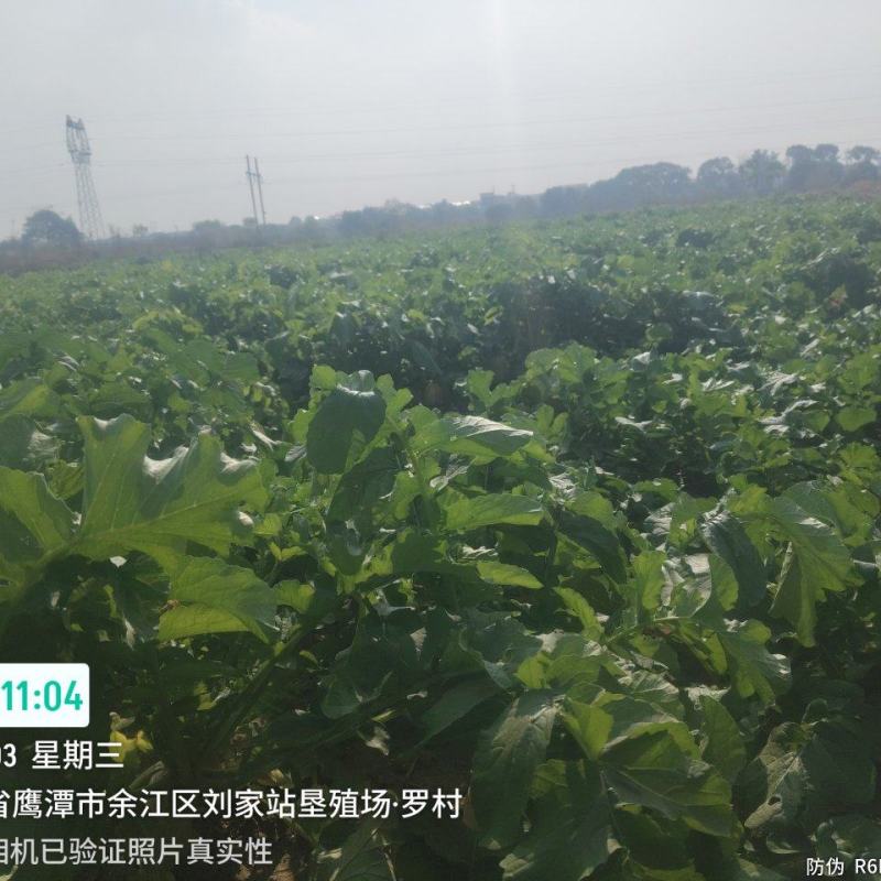 白罗卜