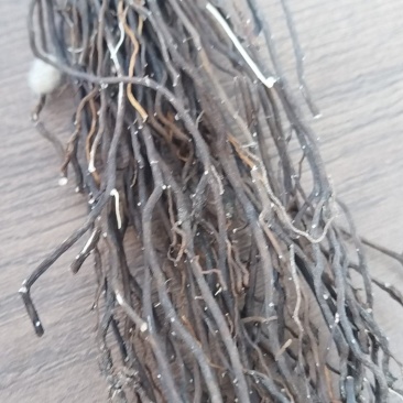 水洗威灵仙干货