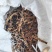 骨碎补干货毛姜