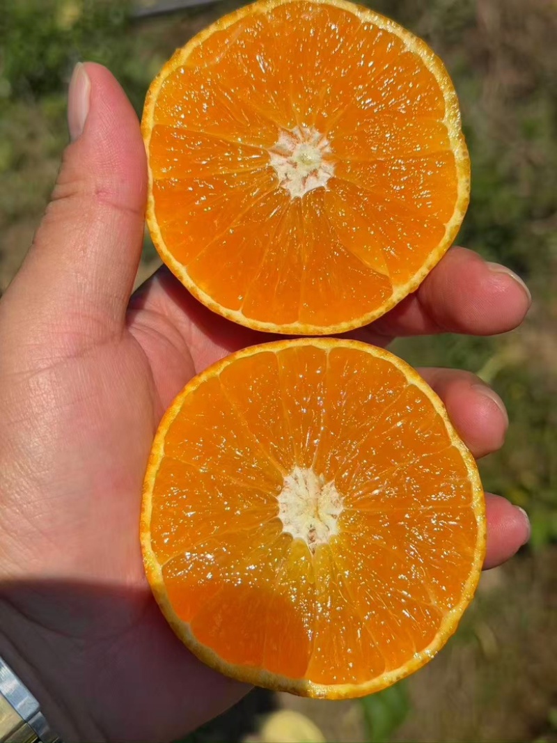 红美人柑桔，大量有货，原产地欢迎咨询，量大从优