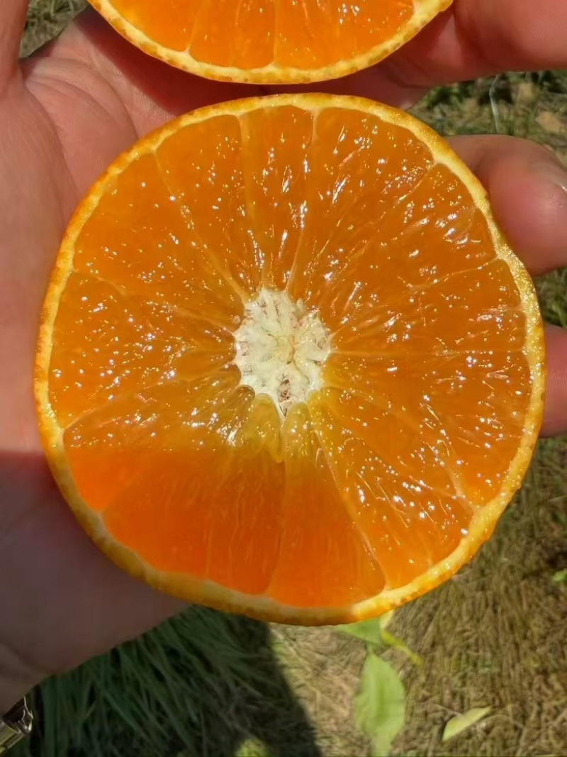 红美人柑桔，大量有货，原产地欢迎咨询，量大从优