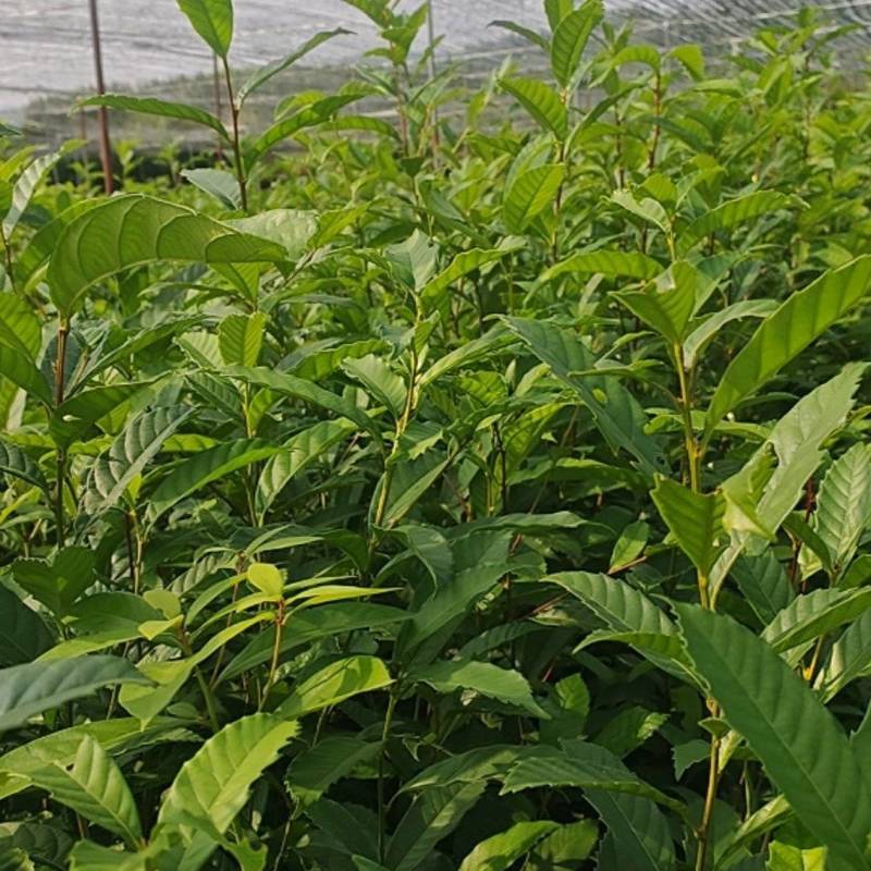 【基地直发】苦槠苗苗厂直供，杯苗带土发货成活率高，