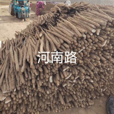 安阳双棒山药对接流动摆摊拖板车大车赶集批发客户