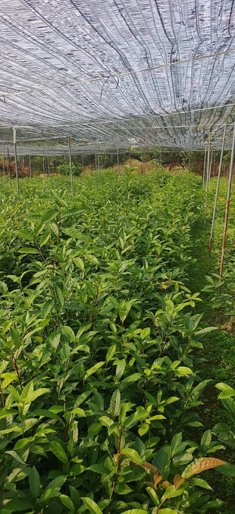 【基地直发】苦槠苗苗厂直供，杯苗带土发货成活率高，
