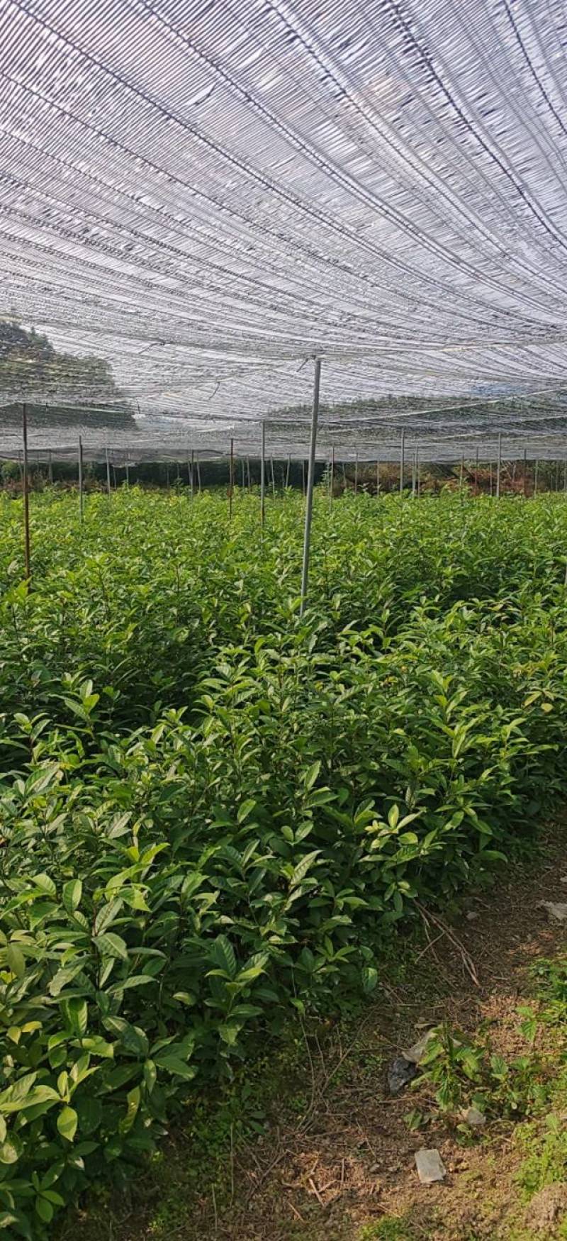 【基地直发】苦槠苗苗厂直供，杯苗带土发货成活率高，