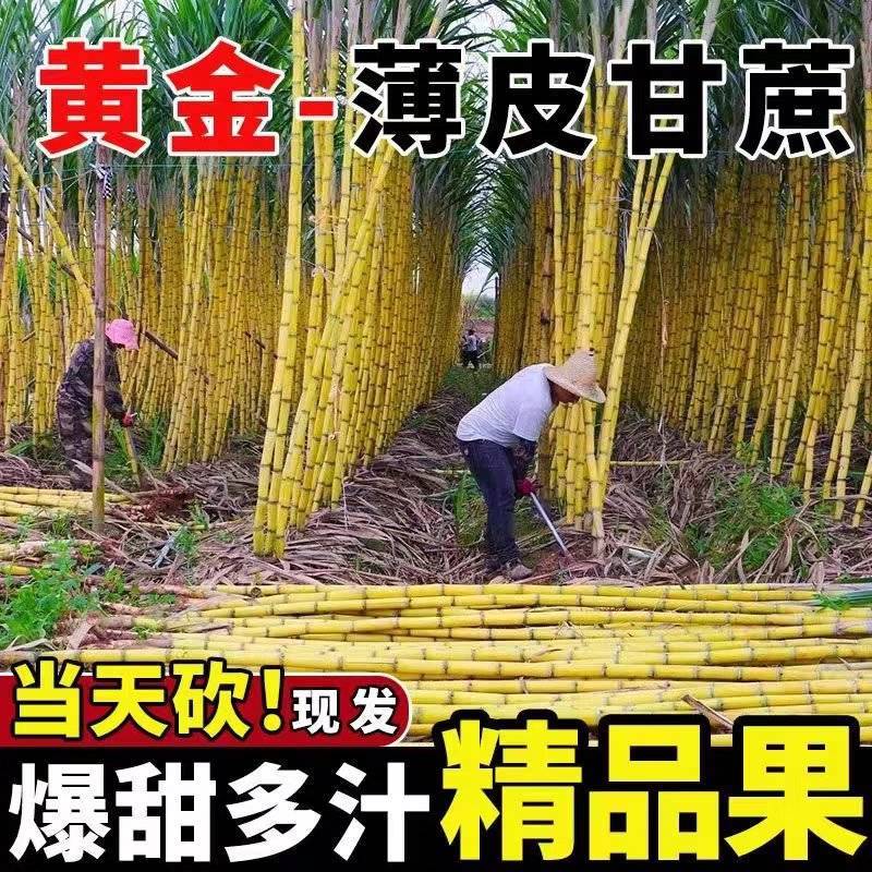 《黄金甘蔗》黄皮甘蔗/云南甘蔗/产地货源/整车发货供应