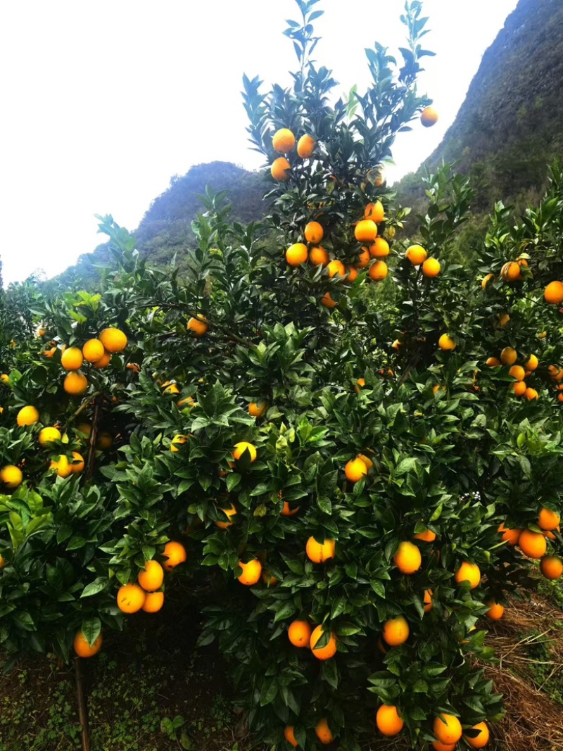 大量有货，产地直发，欢迎咨询