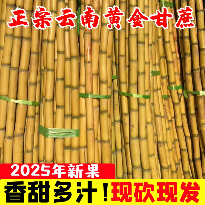 《黄金甘蔗》黄皮甘蔗/云南甘蔗/产地货源/整车发货供应