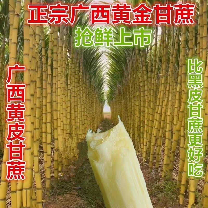 《黄金甘蔗》黄皮甘蔗/云南甘蔗/产地货源/整车发货供应