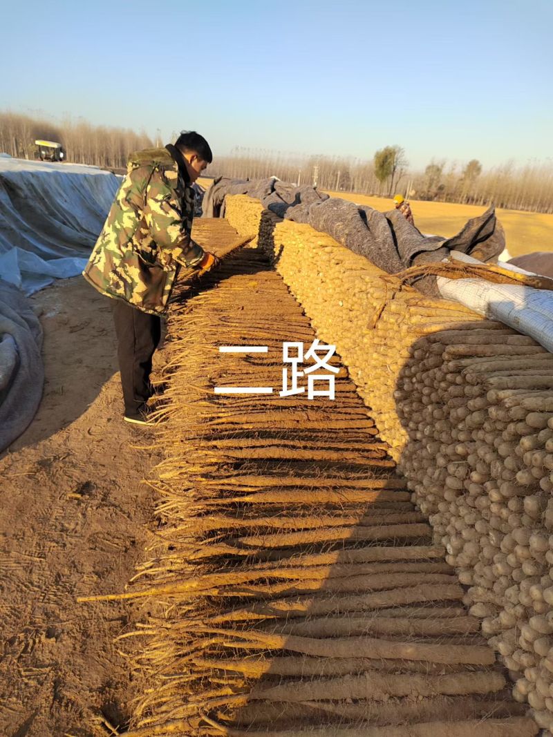 安阳双棒山药对接流动摆摊拖板车大车赶集批发客户