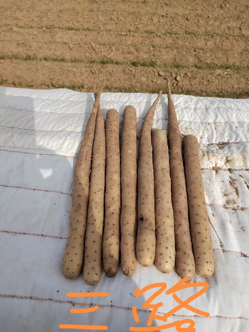 安阳双棒山药对接流动摆摊拖板车大车赶集批发客户