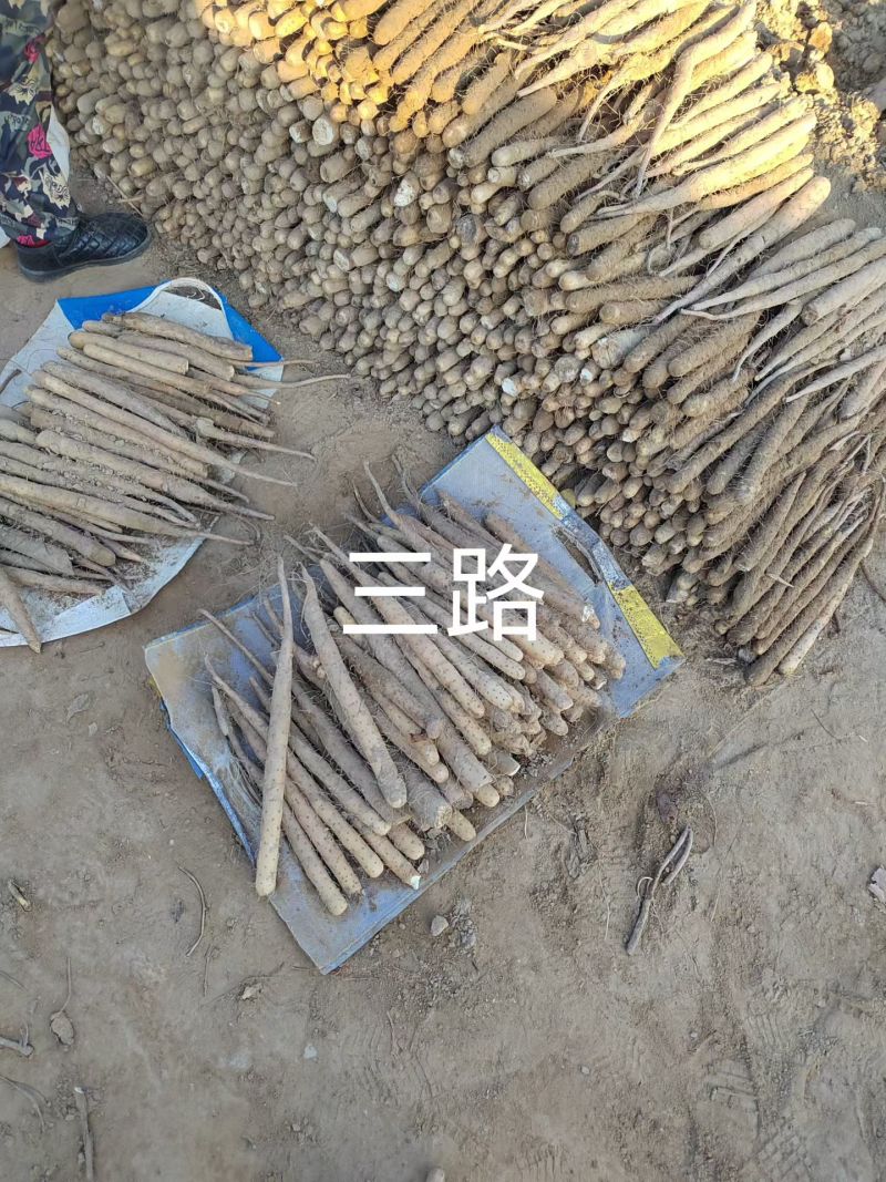 安阳双棒山药对接流动摆摊拖板车大车赶集批发客户