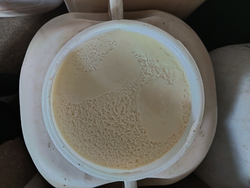 东北黑蜂高度椴树雪蜜