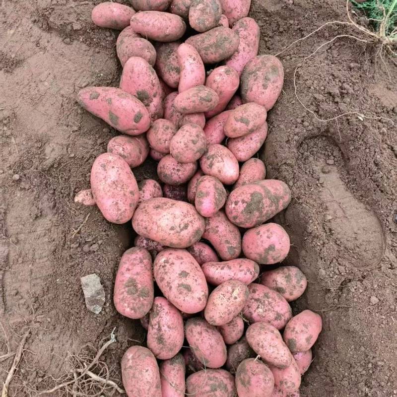 热卖雪川红土豆品相好价格实惠基地直发品质保障欢迎联系
