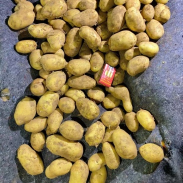黄心V7土豆口感好基地直发内蒙古土豆价格实惠品质保障