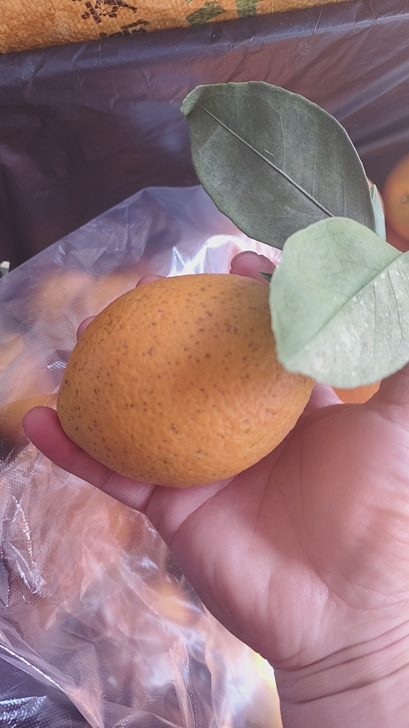 瑕疵果次果，不影响食用，表皮瑕疵，适合家庭食用或电商采购