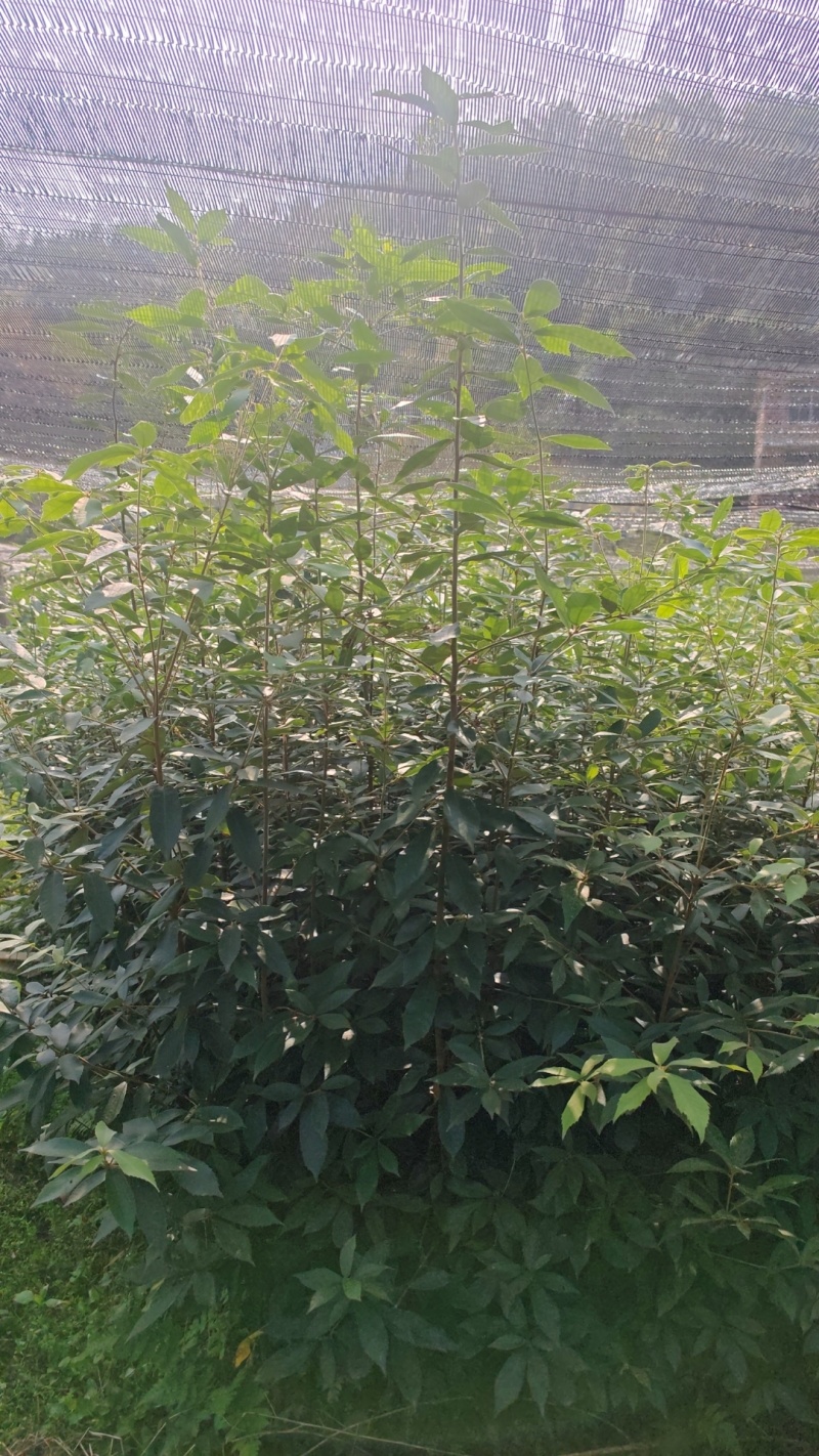 赤皮青岗，杯苗带土发货，苗厂直供，一手货源