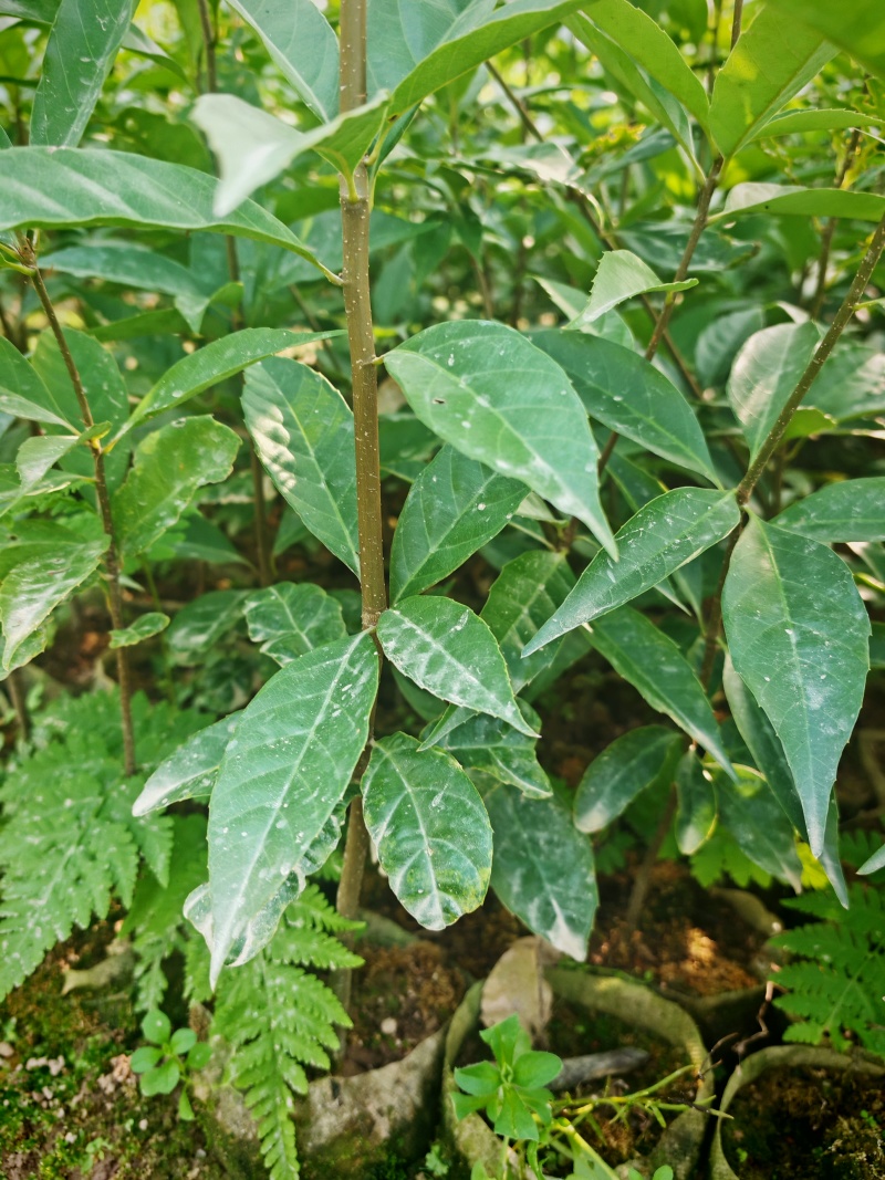 赤皮青岗，杯苗带土发货，苗厂直供，一手货源