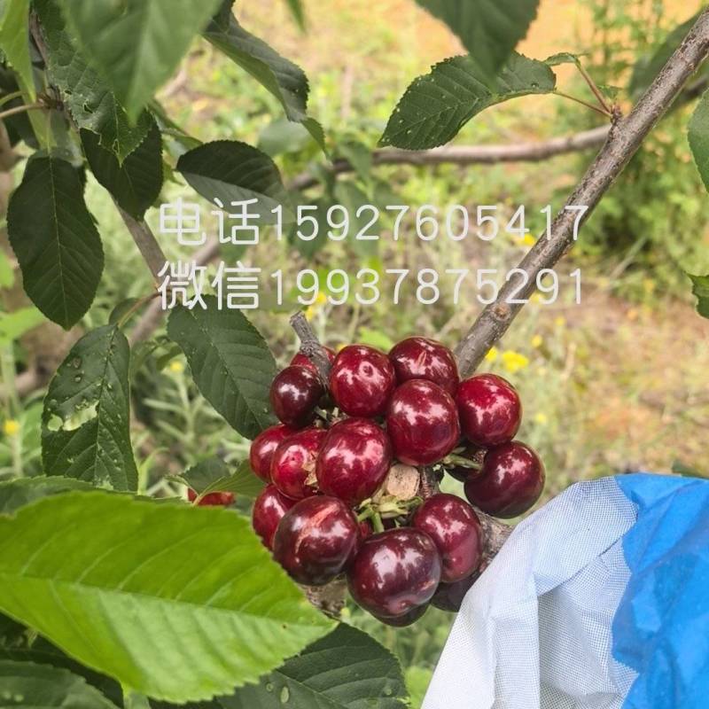 5年美早俄八桑缇娜拉宾斯萨米特雷尼布鲁克斯